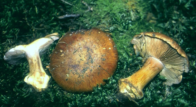 Cortinarius glaucopus ?